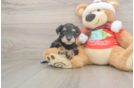 Mini Schnoodle Puppy for Adoption
