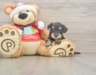 5 week old Mini Schnoodle Puppy For Sale - Windy City Pups