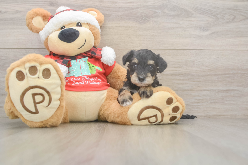 Mini Schnoodle Puppy for Adoption