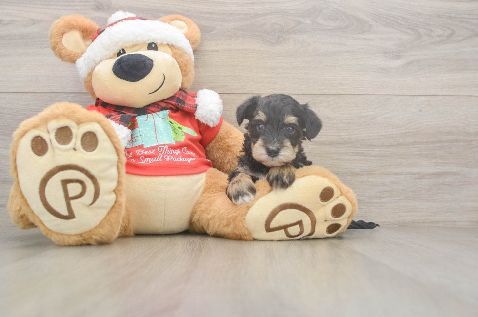 5 week old Mini Schnoodle Puppy For Sale - Windy City Pups