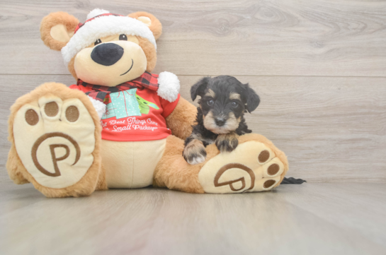 Mini Schnoodle Puppy for Adoption