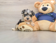 5 week old Mini Schnoodle Puppy For Sale - Windy City Pups
