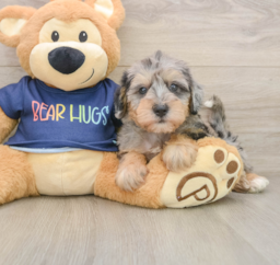 6 week old Mini Schnoodle Puppy For Sale - Windy City Pups