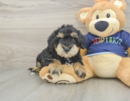 5 week old Mini Schnoodle Puppy For Sale - Windy City Pups