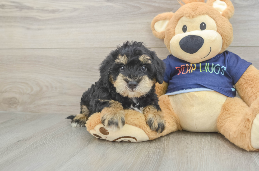 5 week old Mini Schnoodle Puppy For Sale - Windy City Pups