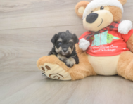 5 week old Mini Schnoodle Puppy For Sale - Windy City Pups