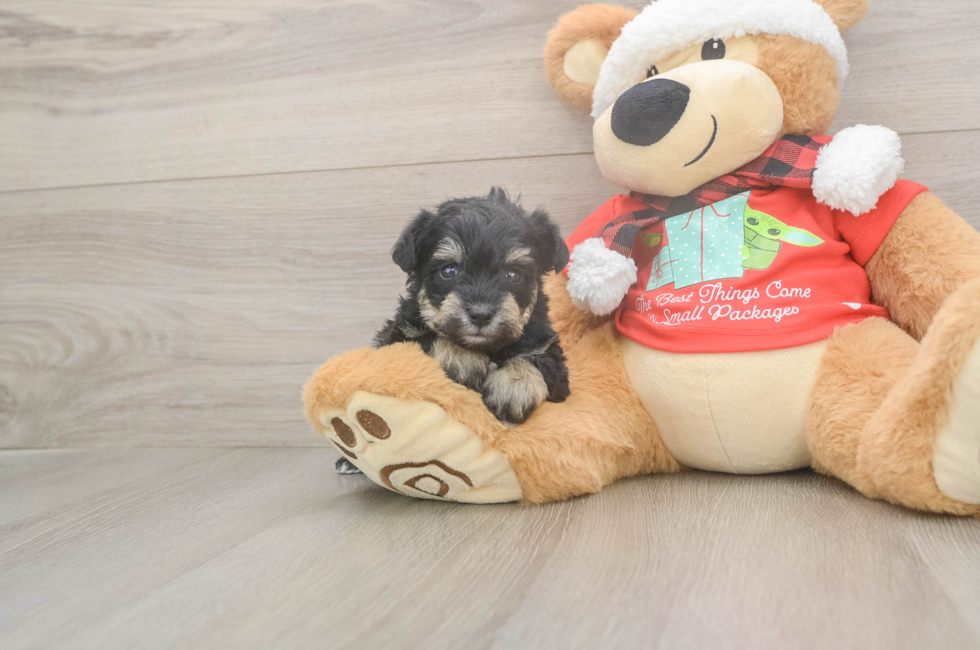5 week old Mini Schnoodle Puppy For Sale - Windy City Pups