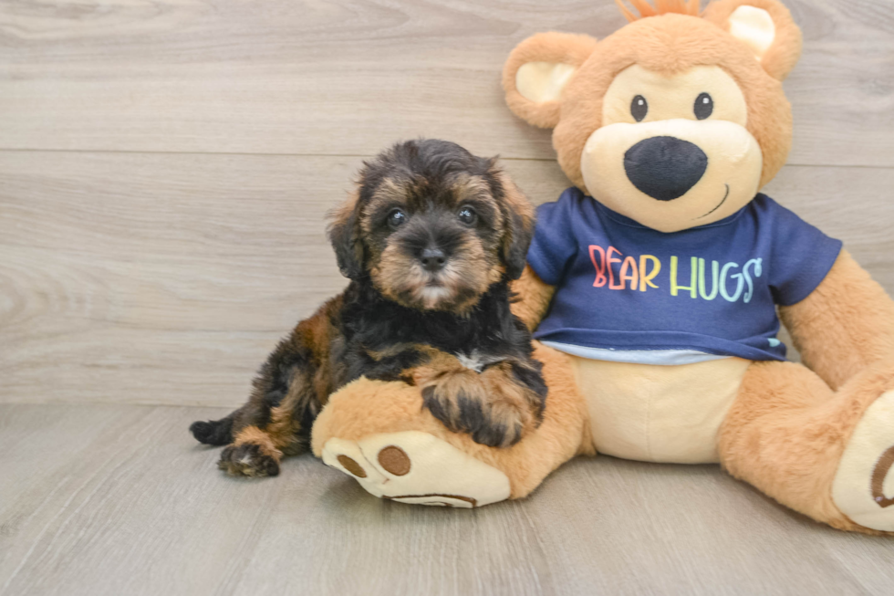 Cute Schnauzer Doodle Poodle Mix Puppy