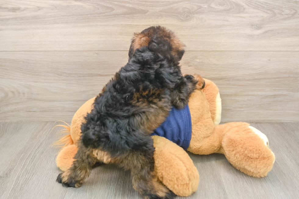 Cute Schnauzer Doodle Poodle Mix Puppy