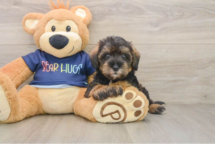 Best Mini Schnoodle Baby