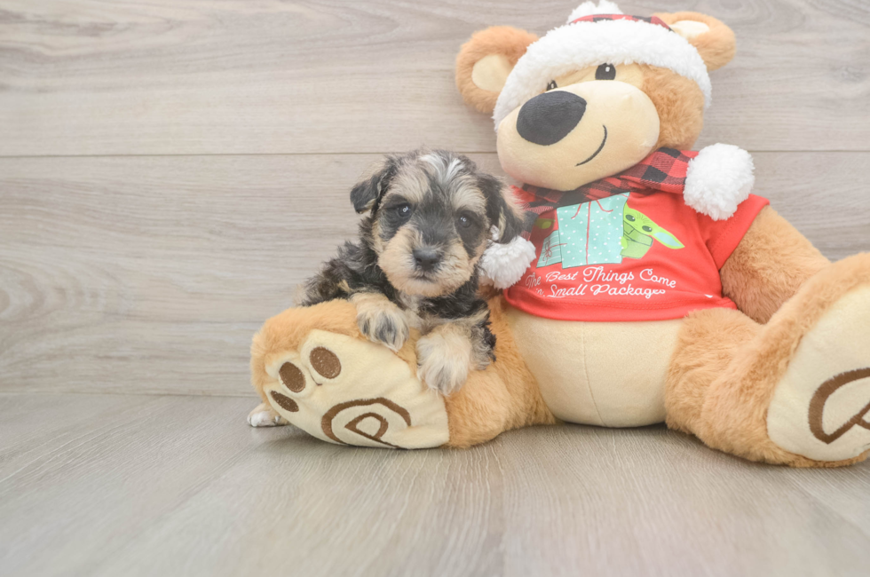 5 week old Mini Schnoodle Puppy For Sale - Windy City Pups