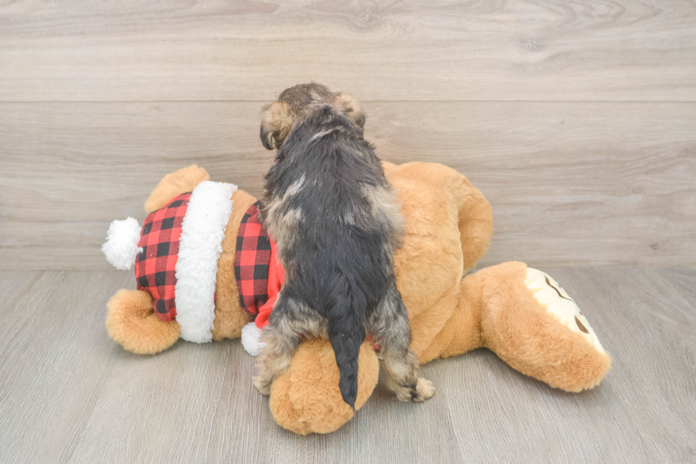 Best Mini Schnoodle Baby