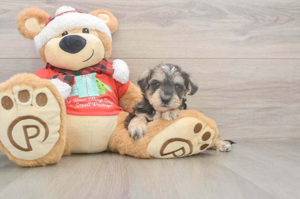 Cute Mini Schnoodle Poodle Mix Pup