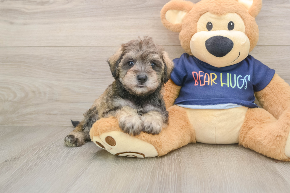 Cute Mini Schnoodle Baby