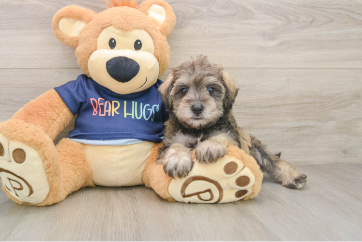 Mini Schnoodle Puppy for Adoption
