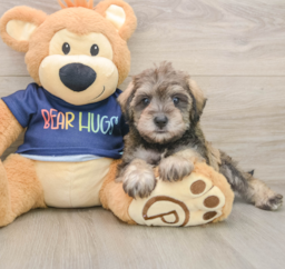 6 week old Mini Schnoodle Puppy For Sale - Windy City Pups