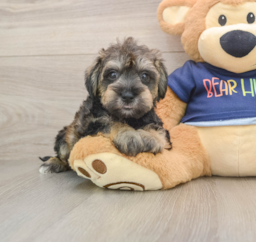 6 week old Mini Schnoodle Puppy For Sale - Windy City Pups