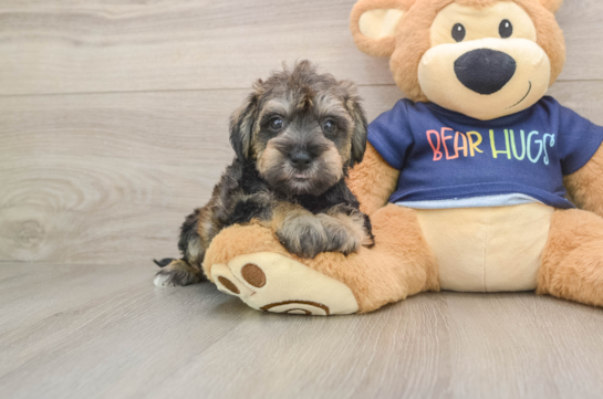 Cute Schnauzer Doodle Poodle Mix Puppy