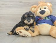 5 week old Mini Schnoodle Puppy For Sale - Windy City Pups