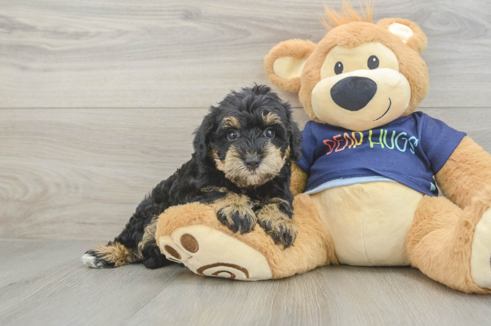 5 week old Mini Schnoodle Puppy For Sale - Windy City Pups