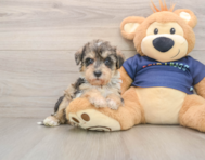 5 week old Mini Schnoodle Puppy For Sale - Windy City Pups