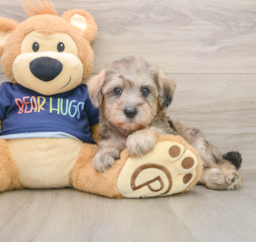 6 week old Mini Schnoodle Puppy For Sale - Windy City Pups