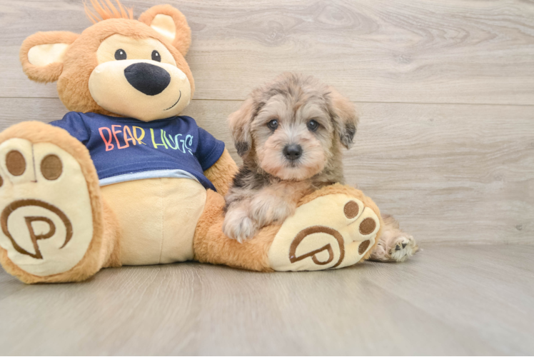 Best Mini Schnoodle Baby