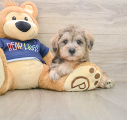 10 week old Mini Schnoodle Puppy For Sale - Windy City Pups