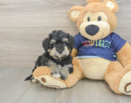 5 week old Mini Schnoodle Puppy For Sale - Windy City Pups