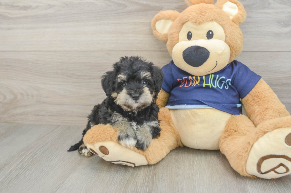 5 week old Mini Schnoodle Puppy For Sale - Windy City Pups