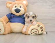 5 week old Mini Schnoodle Puppy For Sale - Windy City Pups