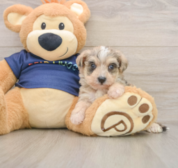 8 week old Mini Schnoodle Puppy For Sale - Windy City Pups
