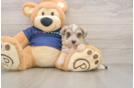 Cute Mini Schnoodle Baby