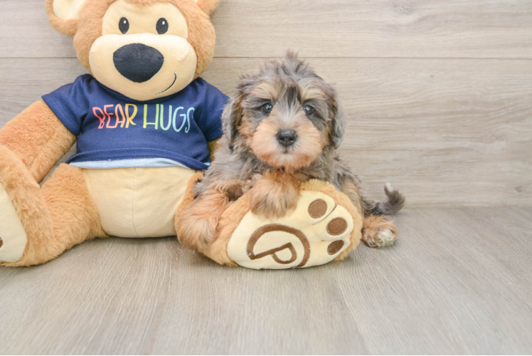 Mini Schnoodle Pup Being Cute