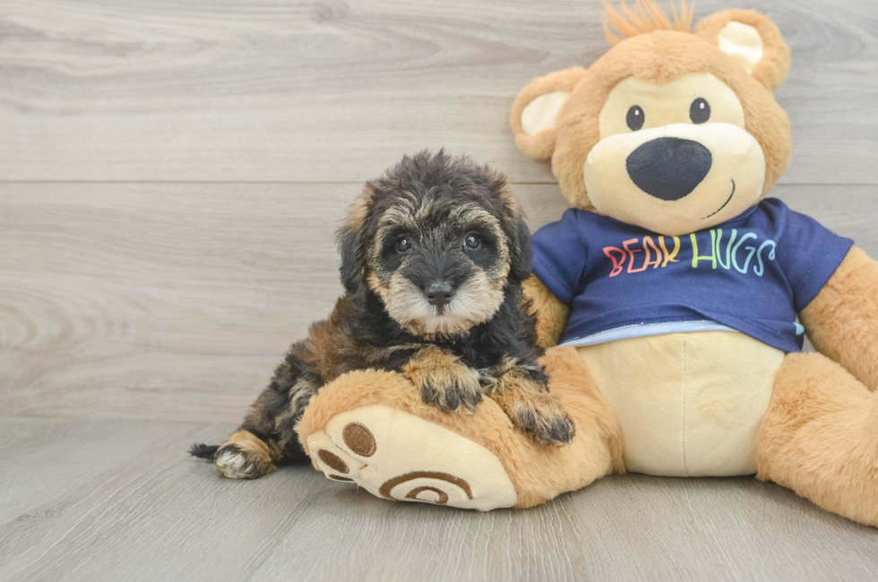 5 week old Mini Schnoodle Puppy For Sale - Windy City Pups