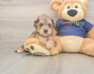 5 week old Mini Schnoodle Puppy For Sale - Windy City Pups