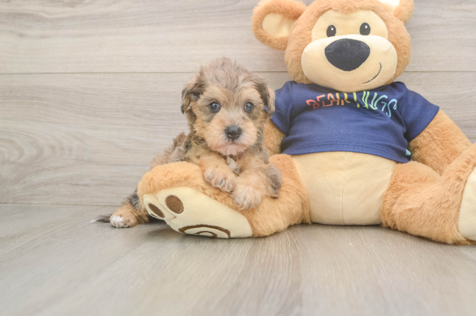 5 week old Mini Schnoodle Puppy For Sale - Windy City Pups