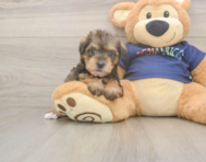 5 week old Mini Schnoodle Puppy For Sale - Windy City Pups