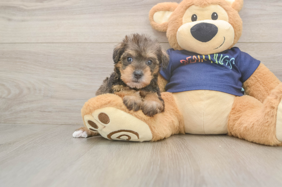 5 week old Mini Schnoodle Puppy For Sale - Windy City Pups