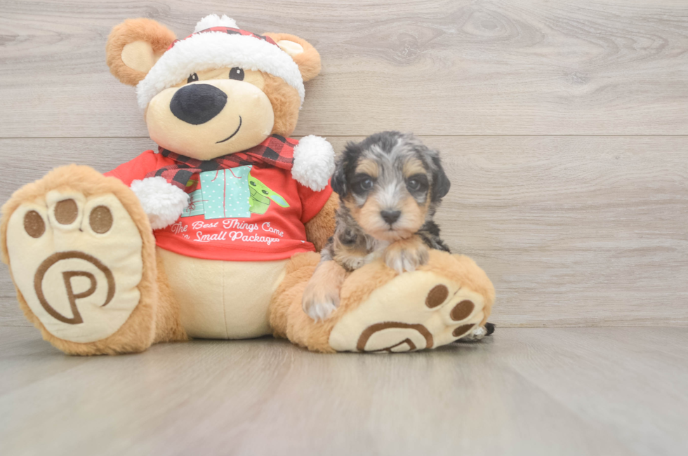 5 week old Mini Schnoodle Puppy For Sale - Windy City Pups