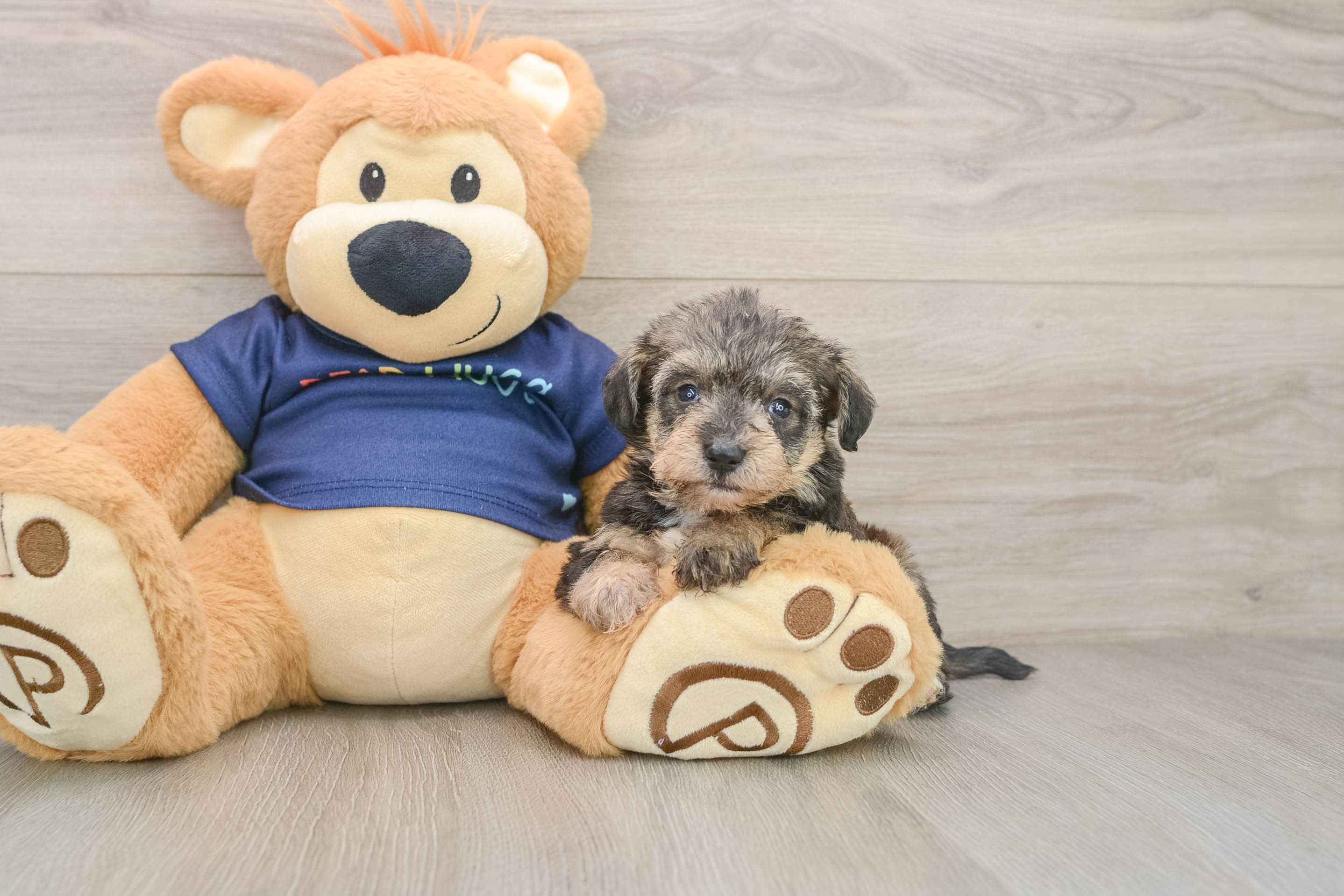 Best Mini Schnoodle Baby