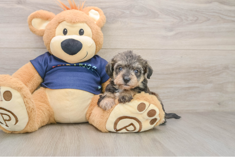 Best Mini Schnoodle Baby