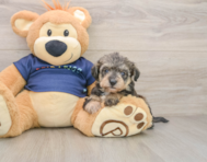 5 week old Mini Schnoodle Puppy For Sale - Windy City Pups