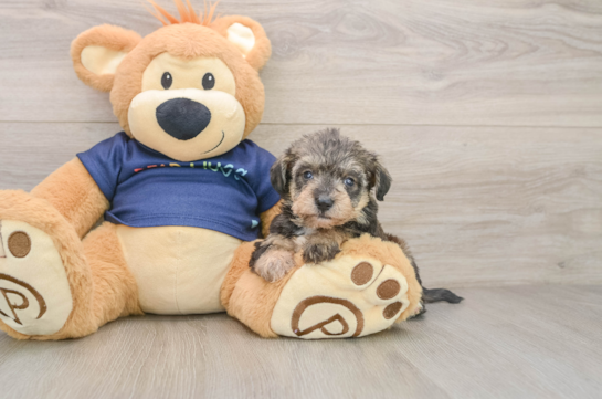 Best Mini Schnoodle Baby