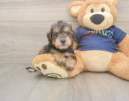 5 week old Mini Schnoodle Puppy For Sale - Windy City Pups