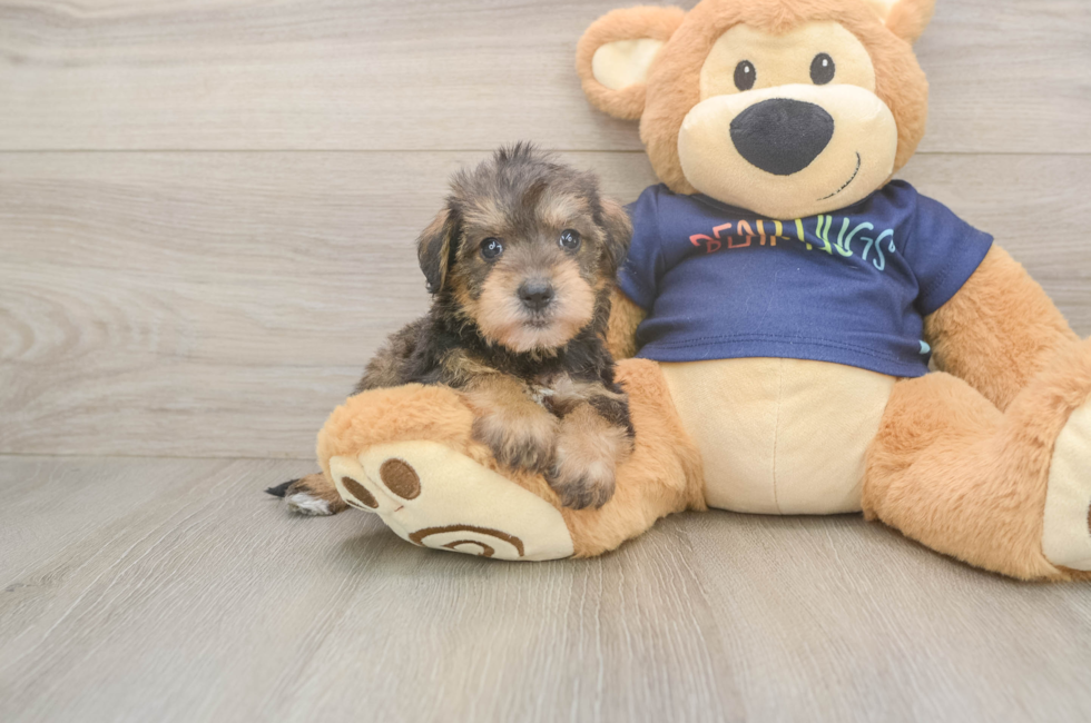 5 week old Mini Schnoodle Puppy For Sale - Windy City Pups