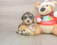5 week old Mini Schnoodle Puppy For Sale - Windy City Pups