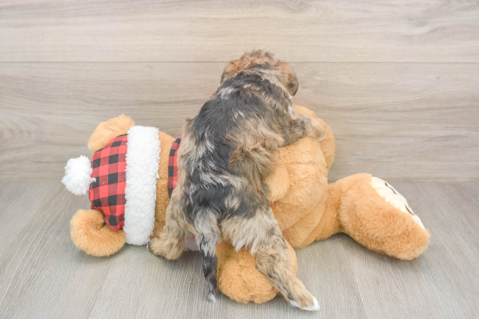 Cute Mini Schnoodle Poodle Mix Pup