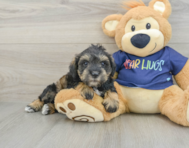 6 week old Mini Schnoodle Puppy For Sale - Windy City Pups