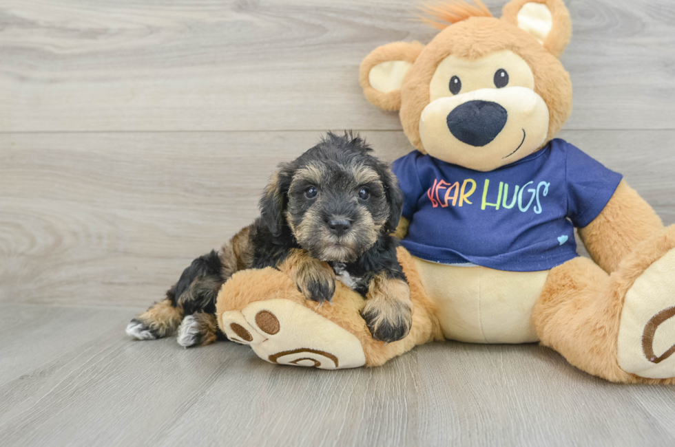 7 week old Mini Schnoodle Puppy For Sale - Windy City Pups